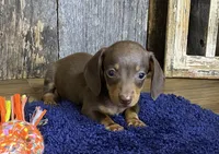 Chad, a male Miniature Dachshund for sale in Koshkonong, MO – Photo 4 of 10