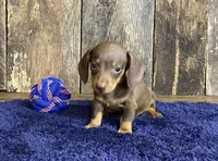 Chad, a male Miniature Dachshund for sale in Koshkonong, MO – Photo 7 of 10