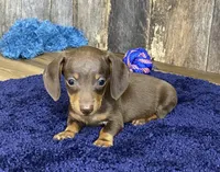 Chad, a male Miniature Dachshund for sale in Koshkonong, MO – Photo 2 of 10