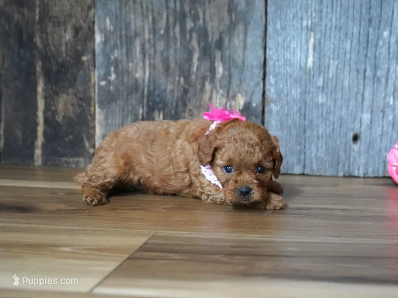 Princess – Cavapoo puppy for sale in Koshkonong, MO
