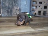 Griff, a male Miniature Dachshund for sale in Koshkonong, MO – 4 of 6