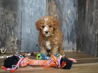 Max, a male Cavapoo for sale in Koshkonong, MO – 5 of 5