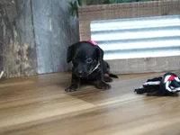 Ally, a female Miniature Dachshund for sale in Koshkonong, MO – 2 of 5