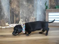 Abbi, a female Miniature Dachshund for sale in Koshkonong, MO – 7 of 8