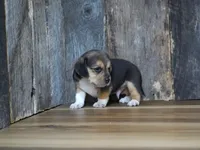 Chase, a male Beagle for sale in Koshkonong, MO – 4 of 10