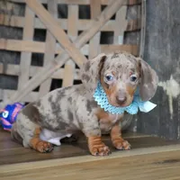 Brandt, a male Miniature Dachshund for sale in Koshkonong, MO – Photo 3 of 6