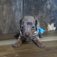 Pickett, a male Miniature Dachshund for sale in Koshkonong, MO – Photo 3 of 7