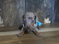 Pickett, a male Miniature Dachshund for sale in Koshkonong, MO – Photo 3 of 7