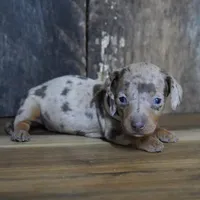 Pickett, a male Miniature Dachshund for sale in Koshkonong, MO – Photo 2 of 7