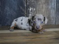 Pickett, a male Miniature Dachshund for sale in Koshkonong, MO – Photo 2 of 7
