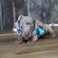 Pickett, a male Miniature Dachshund for sale in Koshkonong, MO – Photo 1 of 7