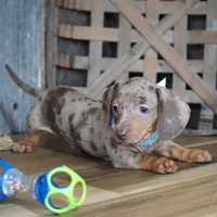 Brandt, a male Miniature Dachshund for sale in Koshkonong, MO – Photo 1 of 6