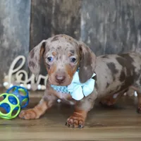 Brandt, a male Miniature Dachshund for sale in Koshkonong, MO – Photo 5 of 6
