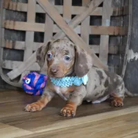 Brandt, a male Miniature Dachshund for sale in Koshkonong, MO – Photo 4 of 6