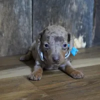 Pickett, a male Miniature Dachshund for sale in Koshkonong, MO – Photo 4 of 7