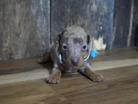 Pickett, a male Miniature Dachshund for sale in Koshkonong, MO – Photo 4 of 7