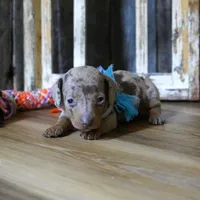 Pickett, a male Miniature Dachshund for sale in Koshkonong, MO – Photo 5 of 7