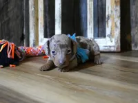 Pickett, a male Miniature Dachshund for sale in Koshkonong, MO – Photo 5 of 7