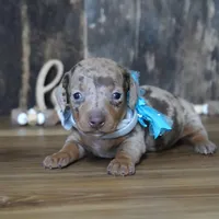 Pickett, a male Miniature Dachshund for sale in Koshkonong, MO – Photo 7 of 7