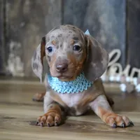 Brandt, a male Miniature Dachshund for sale in Koshkonong, MO – Photo 2 of 6