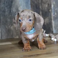 Brandt, a male Miniature Dachshund for sale in Koshkonong, MO – Photo 6 of 6