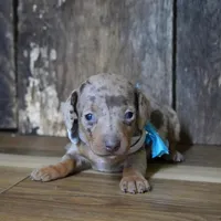 Pickett, a male Miniature Dachshund for sale in Koshkonong, MO – Photo 6 of 7