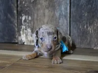 Pickett, a male Miniature Dachshund for sale in Koshkonong, MO – Photo 6 of 7