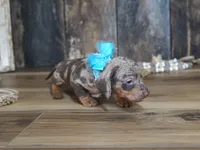Ash, a male Miniature Dachshund for sale in Koshkonong, MO – 4 of 7