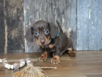 Cole, a male Miniature Dachshund for sale in Koshkonong, MO – Photo 5 of 5