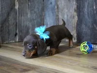 Cole, a male Miniature Dachshund for sale in Koshkonong, MO – Photo 4 of 5