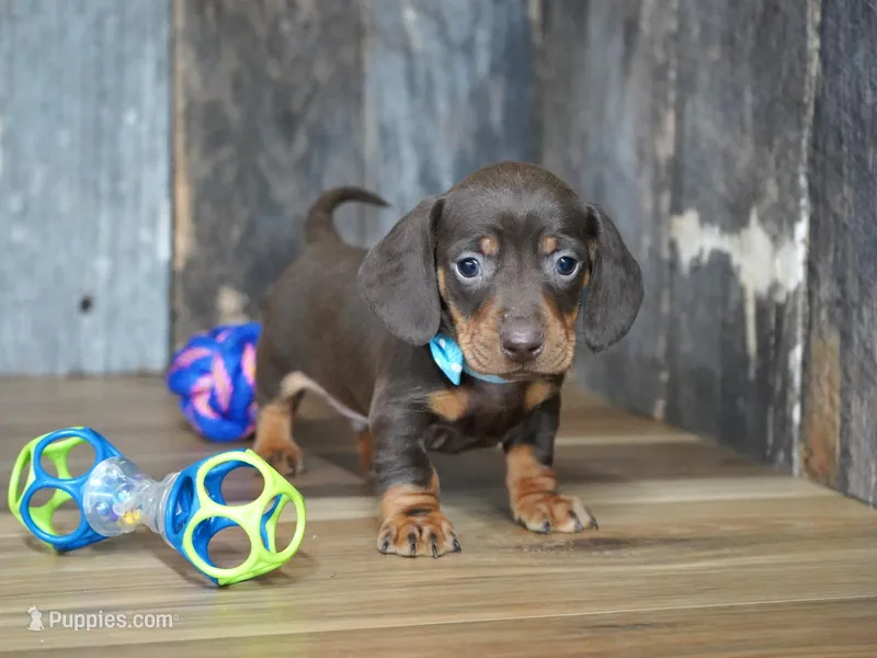 Cole – Miniature Dachshund puppy for sale in Koshkonong, MO
