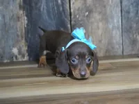 Cole, a male Miniature Dachshund for sale in Koshkonong, MO – Photo 3 of 5