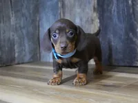 Cole, a male Miniature Dachshund for sale in Koshkonong, MO – Photo 2 of 5