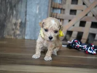 Dagan, a female Maltipoo for sale in Koshkonong, MO – 3 of 4