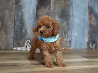 Cash, a male Cavapoo for sale in Koshkonong, MO – 4 of 4