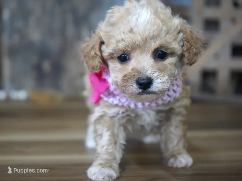 Alice – Maltipoo puppy for sale in Koshkonong, MO