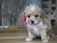 Alice, a female Maltipoo for sale in Koshkonong, MO – Photo 2 of 6