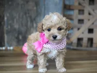 Alice, a female Maltipoo for sale in Koshkonong, MO – Photo 5 of 6