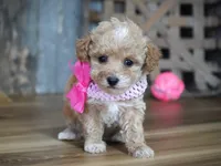 Alice, a female Maltipoo for sale in Koshkonong, MO – Photo 6 of 6