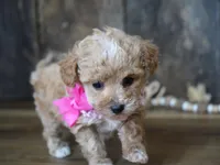 Alice, a female Maltipoo for sale in Koshkonong, MO – Photo 3 of 6