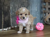 Alice, a female Maltipoo for sale in Koshkonong, MO – Photo 4 of 6