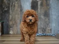 Jaxon, a male Cavapoo for sale in Koshkonong, MO – 5 of 8