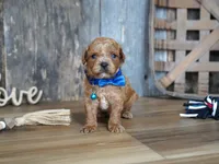 Luke, a male Cavapoo for sale in Koshkonong, MO – 4 of 7