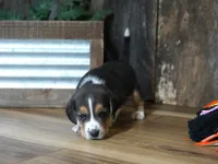 Cooper, a male Beagle for sale in Koshkonong, MO – 5 of 8