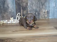 Brenna, a female Miniature Dachshund for sale in Koshkonong, MO – 4 of 5
