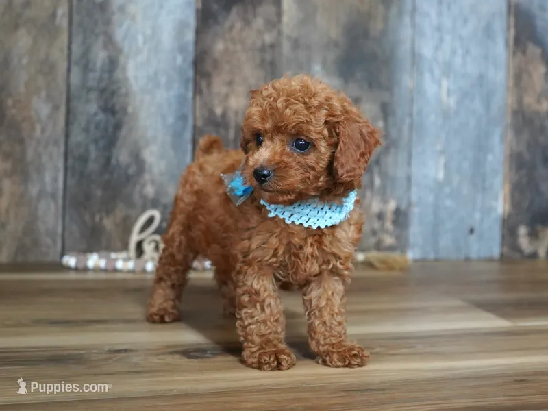 Cash – Cavapoo puppy for sale in Koshkonong, MO