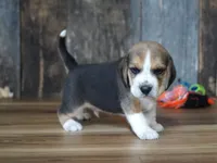 Brett, a male Beagle for sale in Koshkonong, MO – 7 of 9