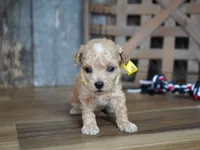 Dagan, a female Maltipoo for sale in Koshkonong, MO – 4 of 4