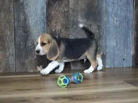 Brett, a male Beagle for sale in Koshkonong, MO – 6 of 9