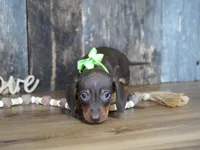 Cade, a male Miniature Dachshund for sale in Koshkonong, MO – Photo 2 of 3